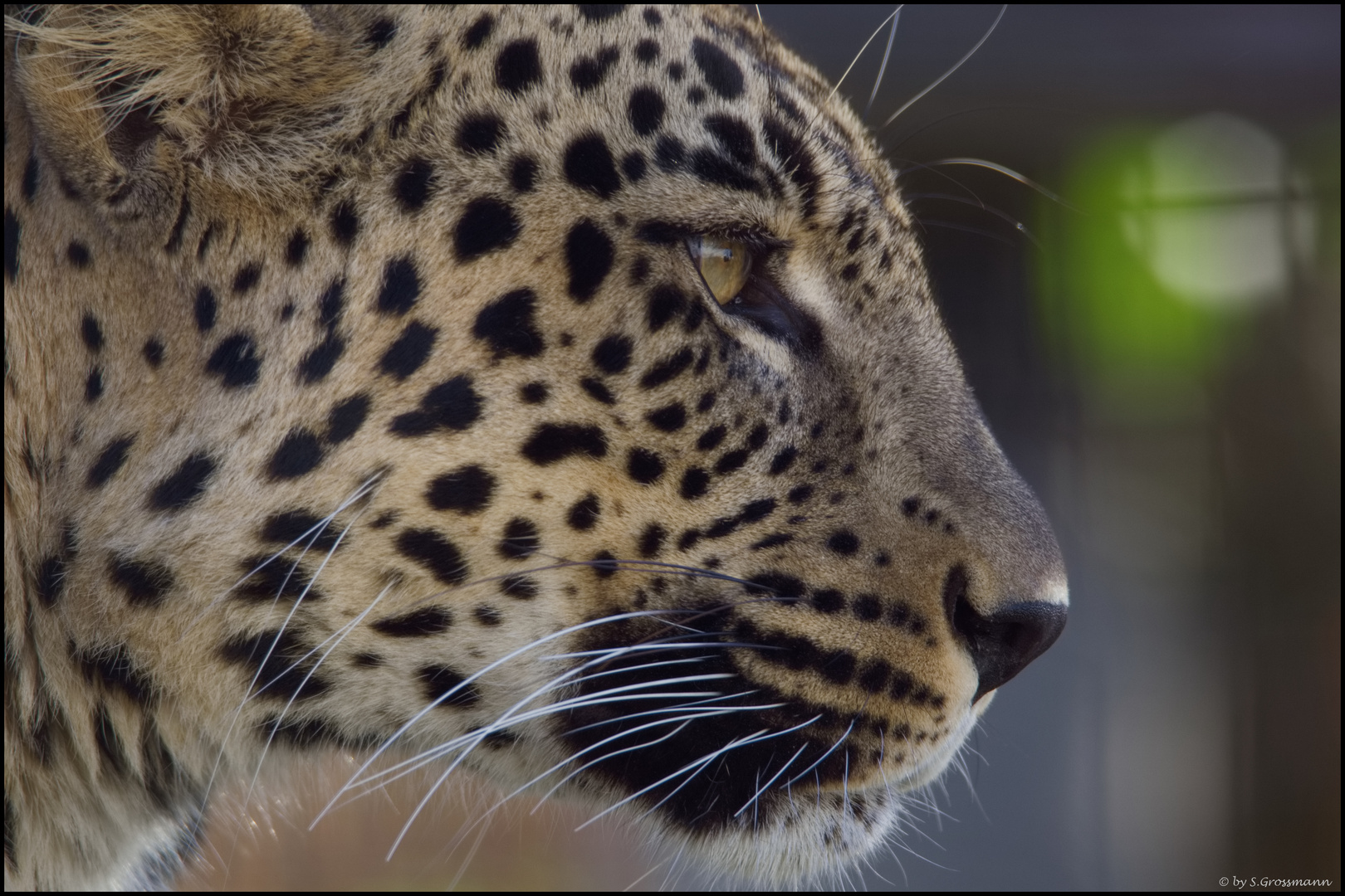 Persischer Leopard