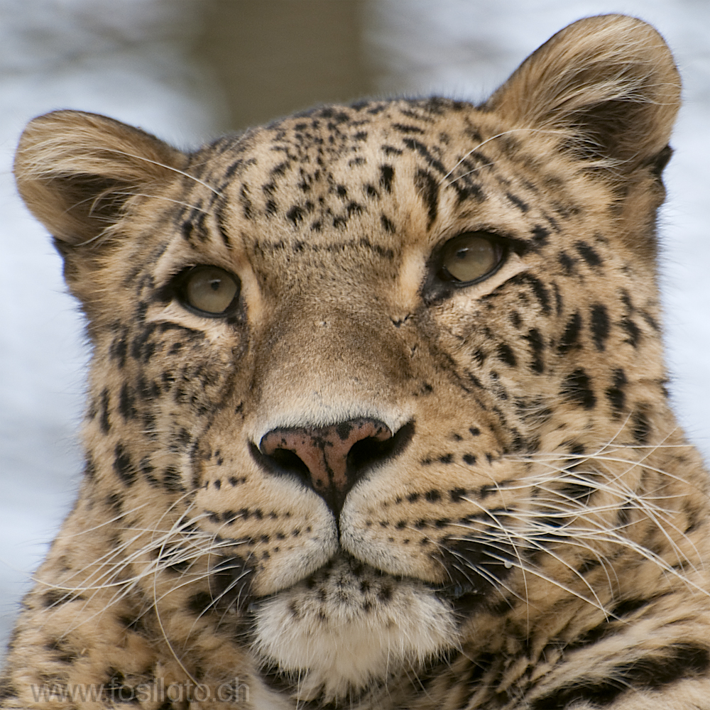 Persischer Leopard