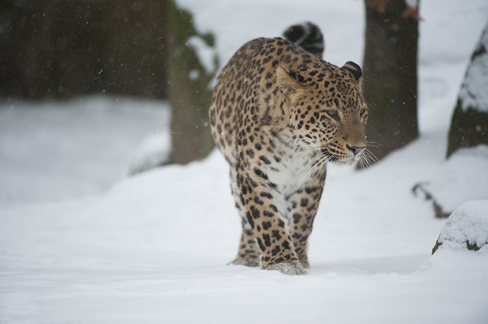 Persischer Leopard