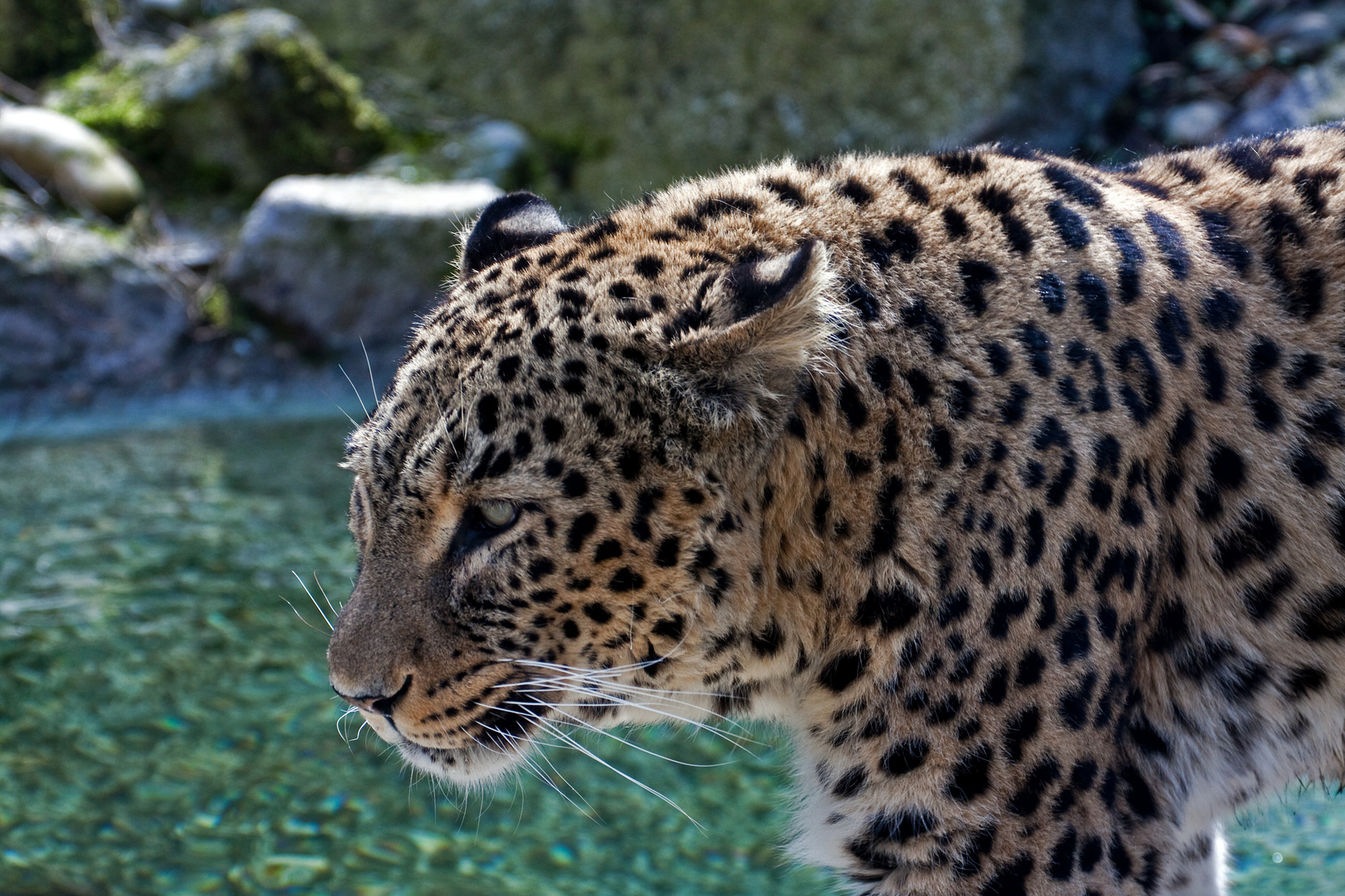 Persischer Leopard 2