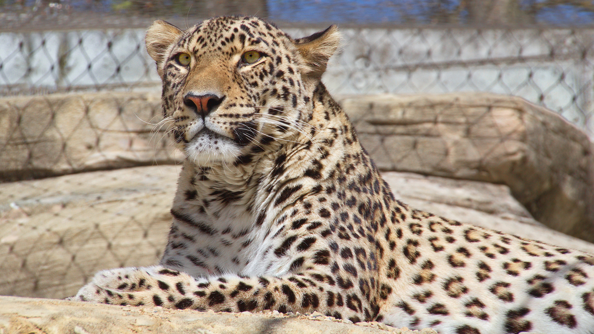 Persischer Leopard