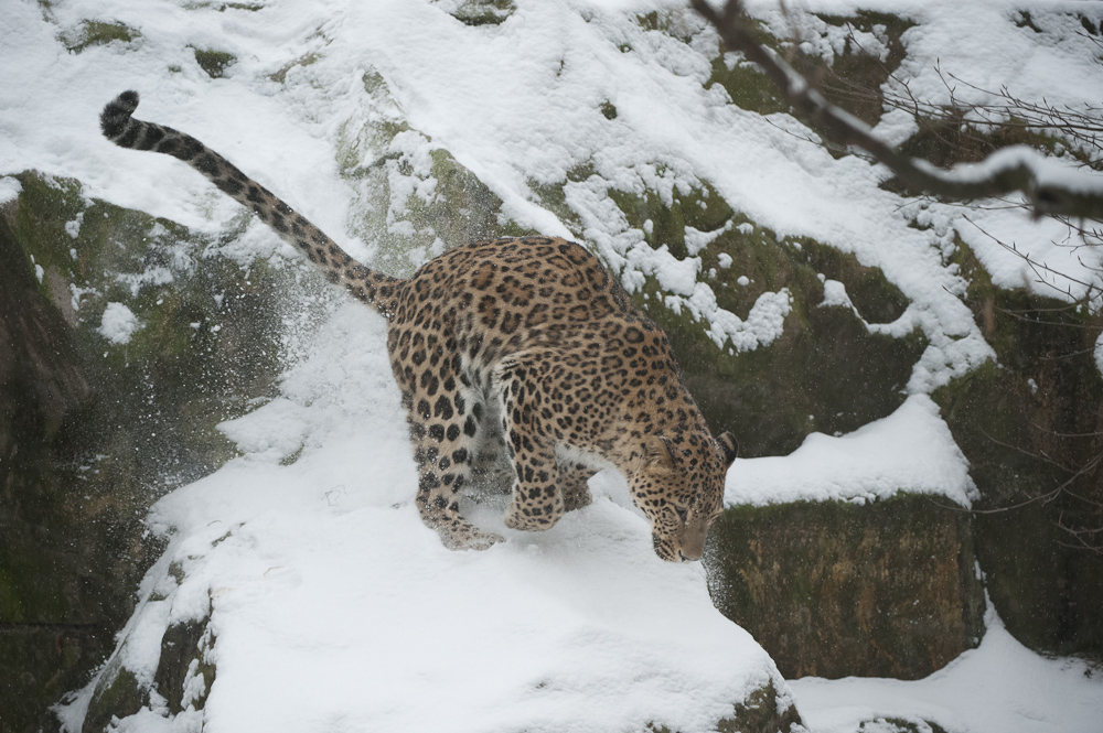 Persischer Leopard