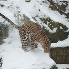 Persischer Leopard