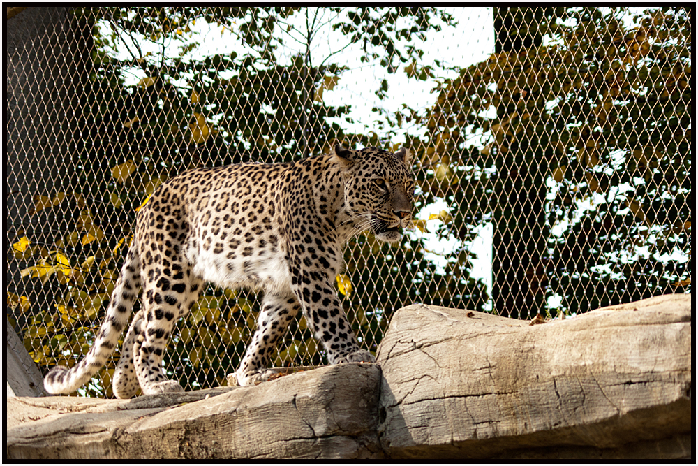 Persischer Leopard 3