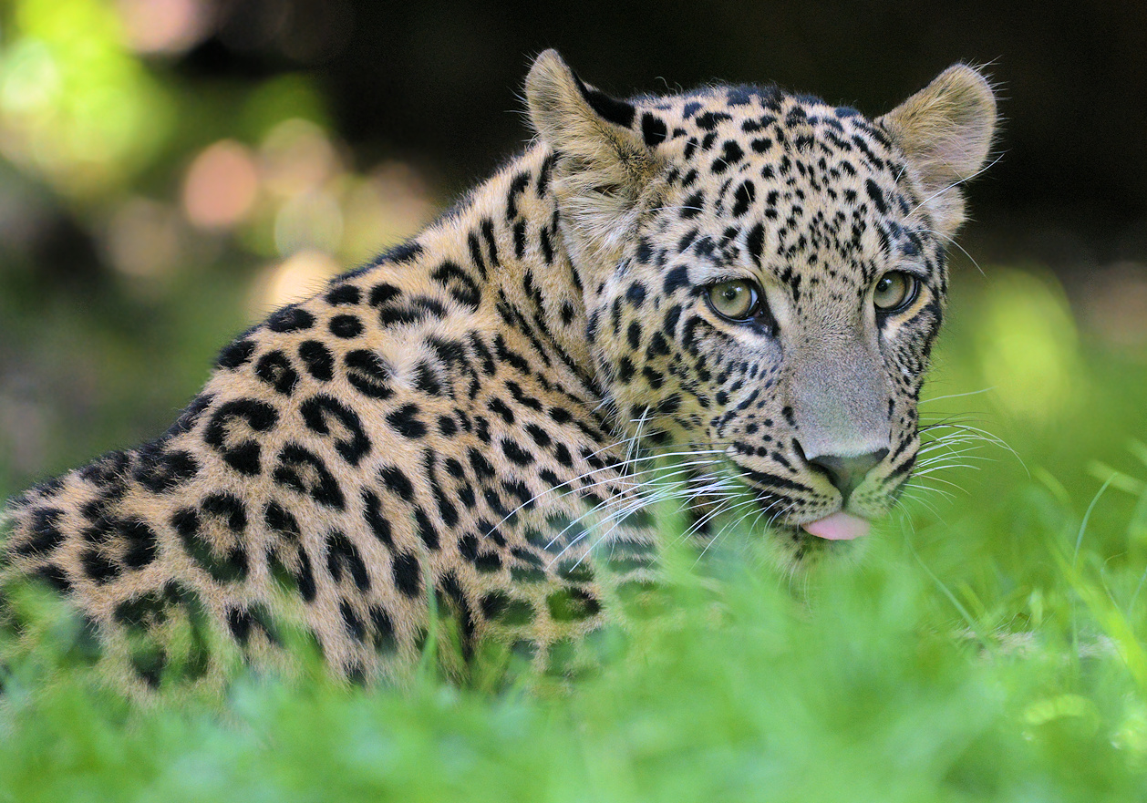 persischer Leopard