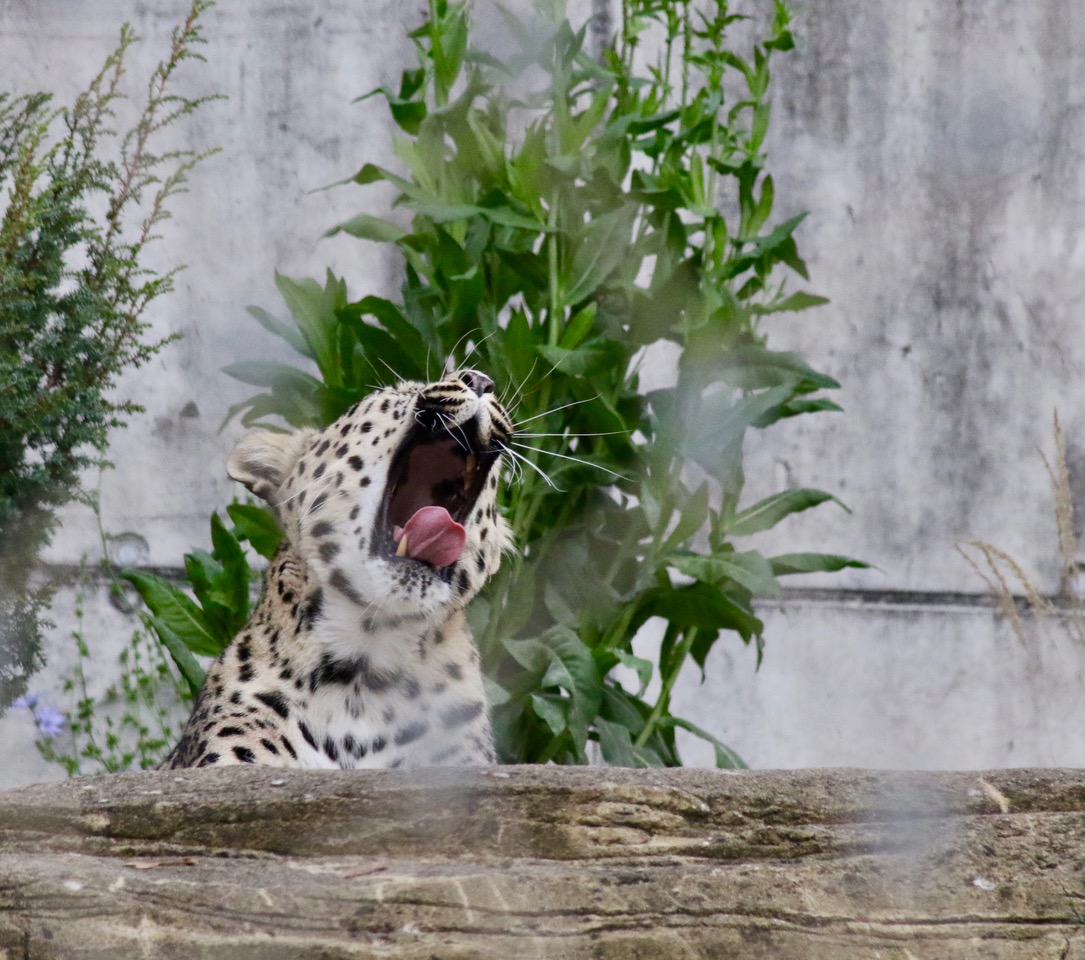 Persischer Leopard