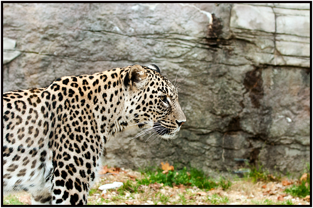 Persischer Leopard 4