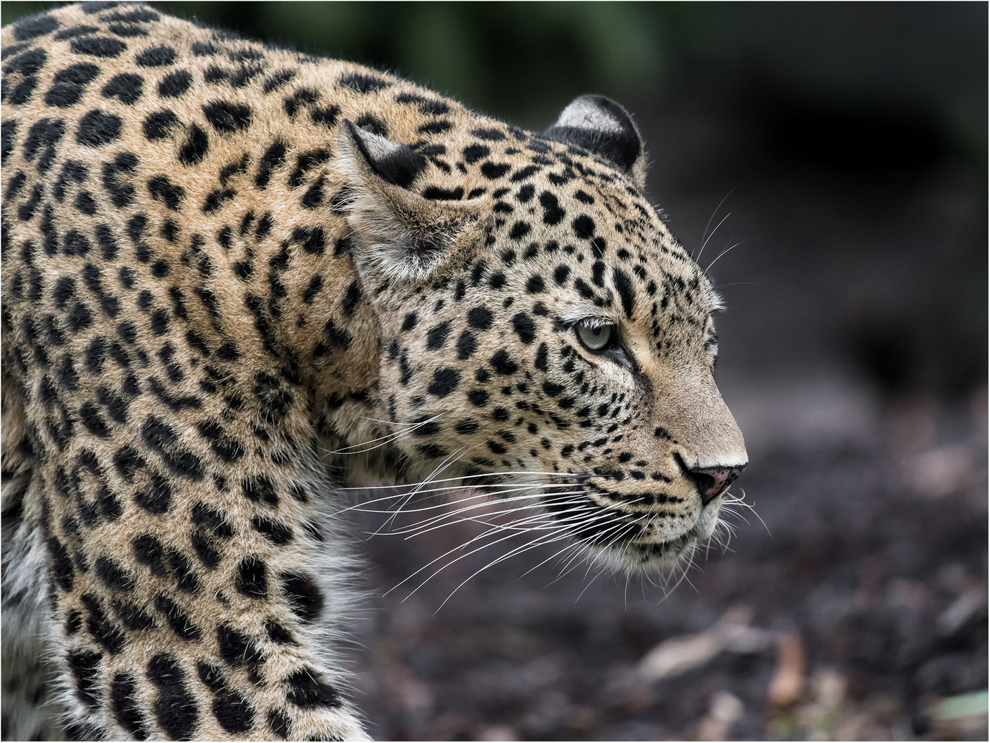 Persischer Leopard