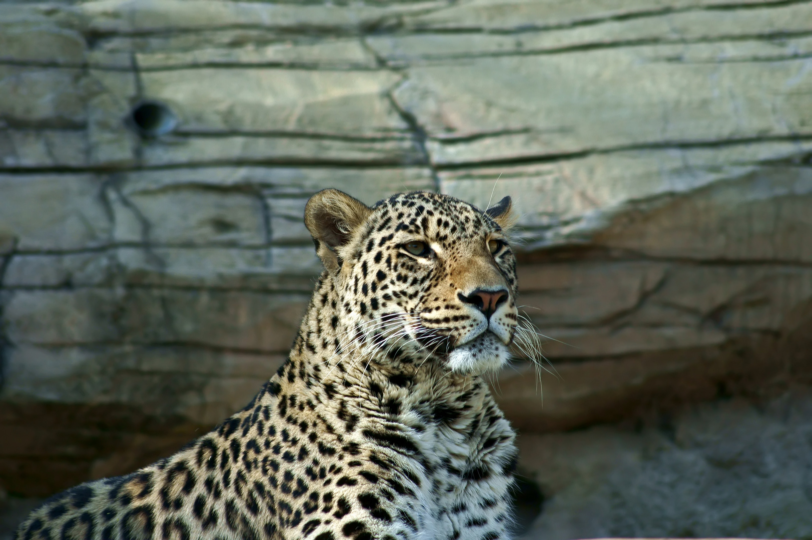 Persischer Leopard