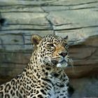 Persischer Leopard