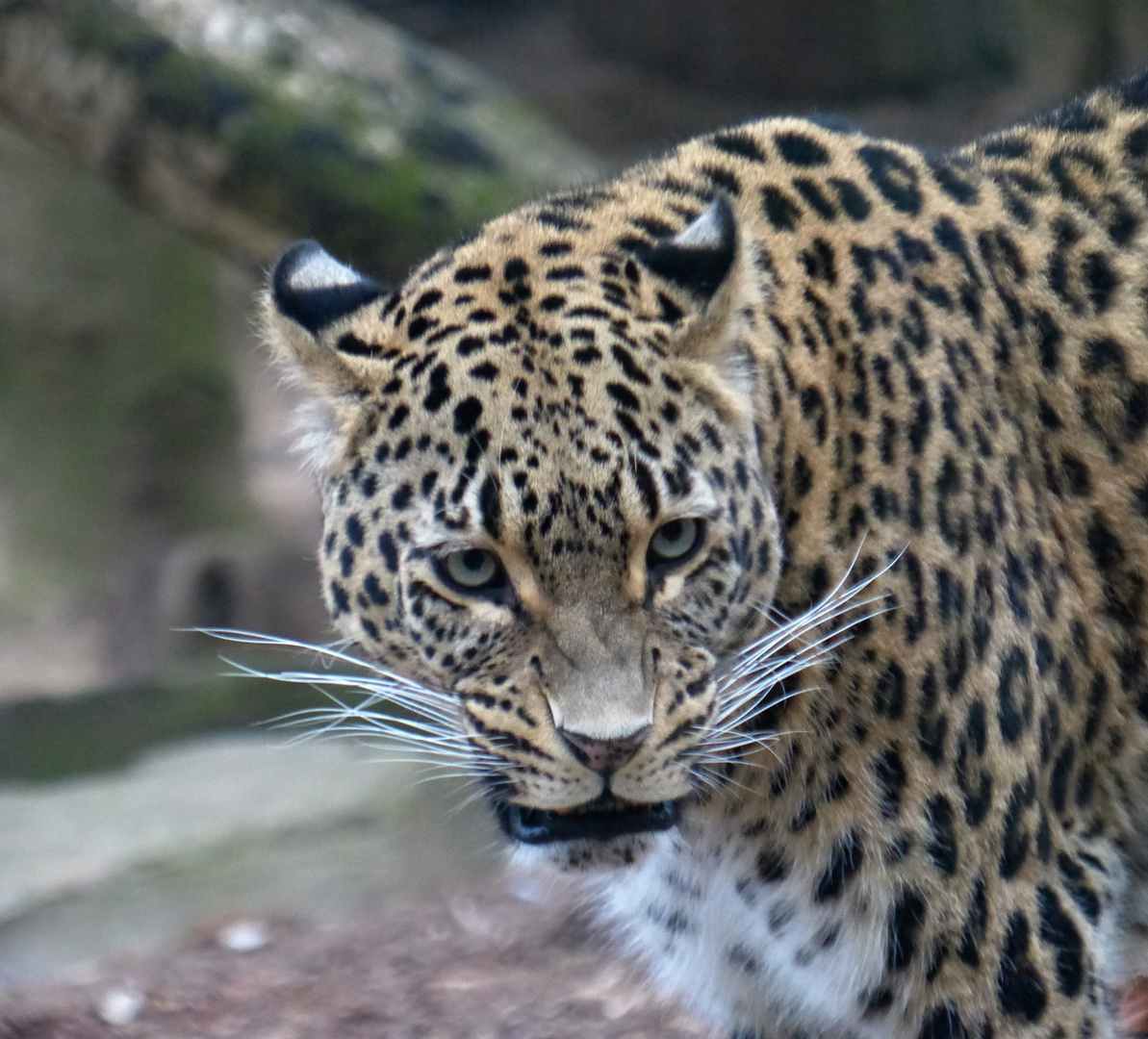 Persischer Leopard