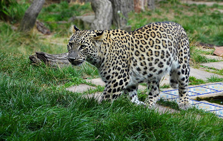 **Persischer Leopard**