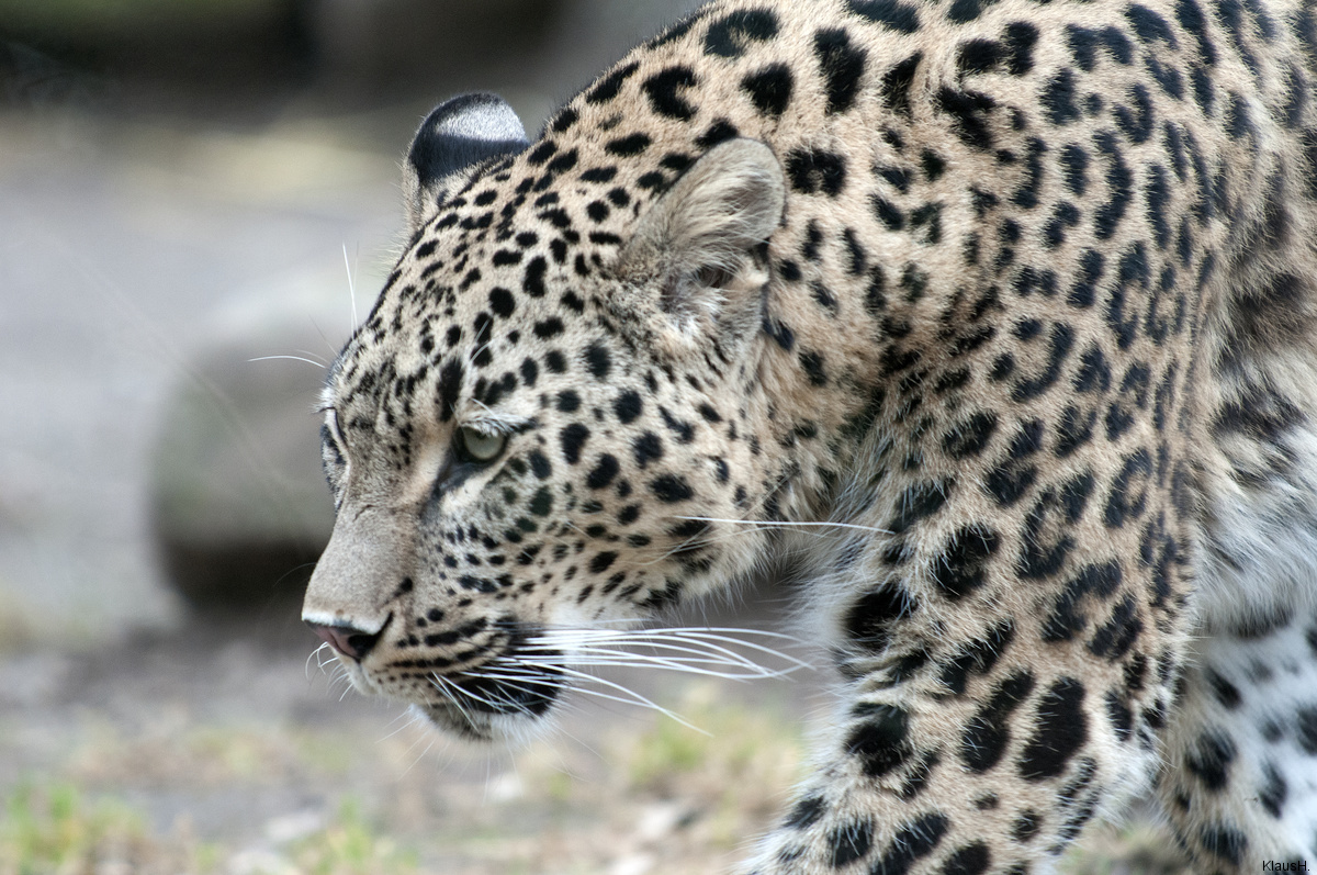 Persischer Leopard ...