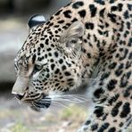Persischer Leopard ...