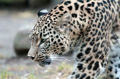 Persischer Leopard ...
