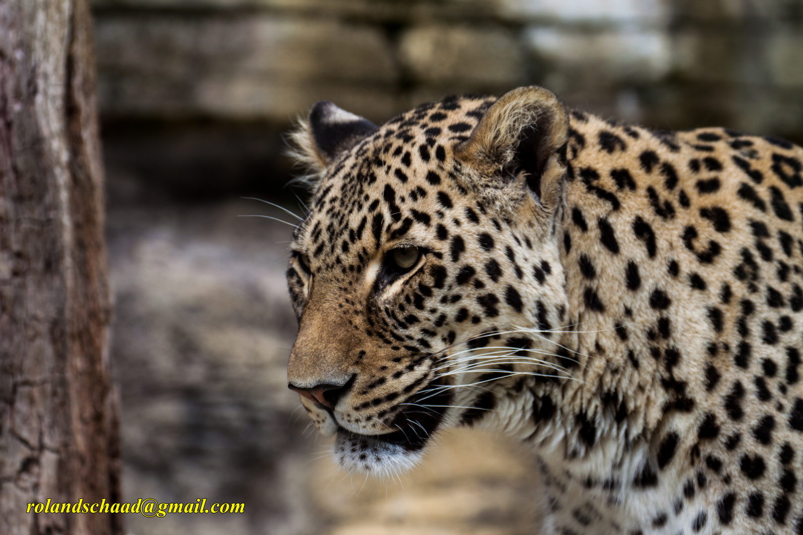 Persischer Leopard