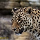 Persischer Leopard