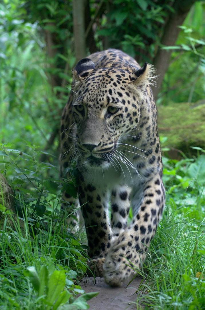 Persischer Leopard