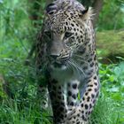 Persischer Leopard