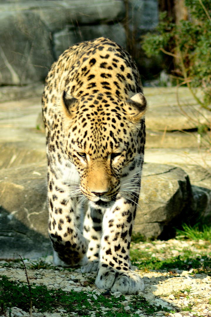 Persischer Leopard