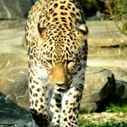 Persischer Leopard