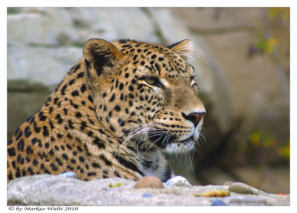 Persischer Leopard