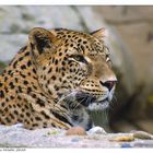 Persischer Leopard