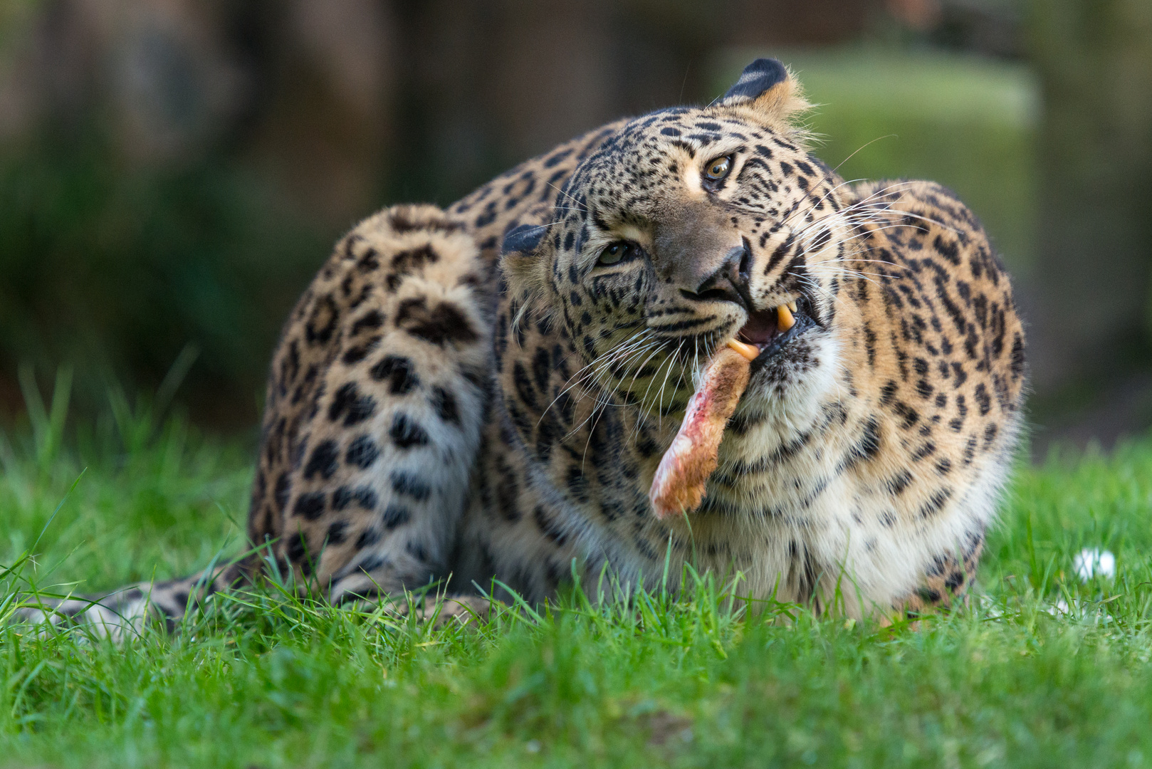 Persischer Leopard