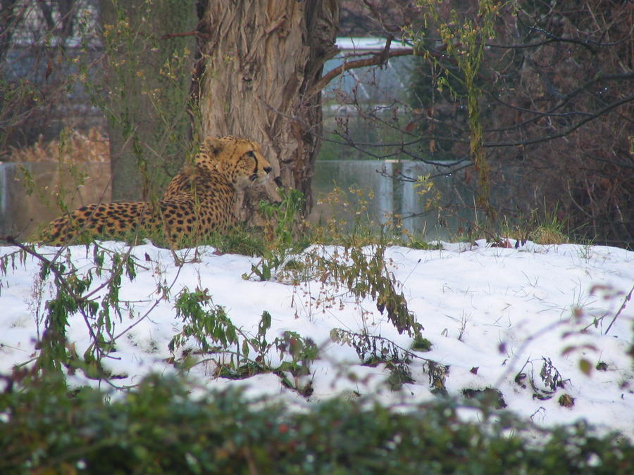 Persischer Leopard