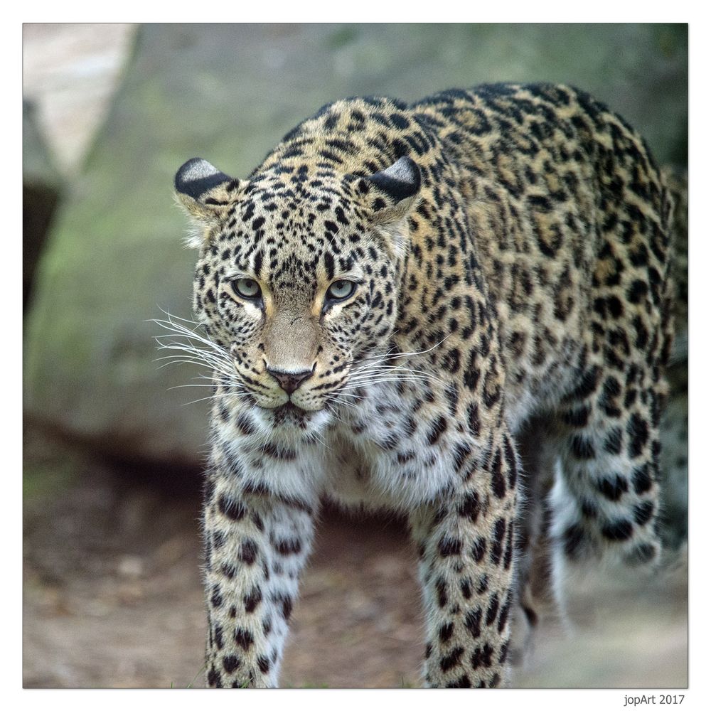 Persischer Leopard...