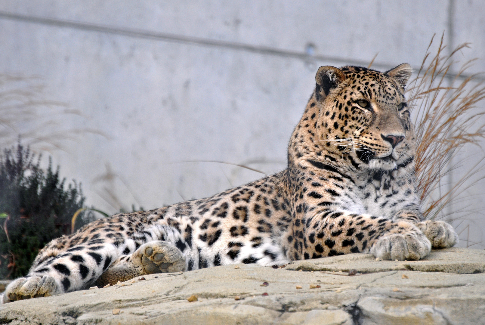 Persischer Leopard