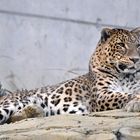 Persischer Leopard