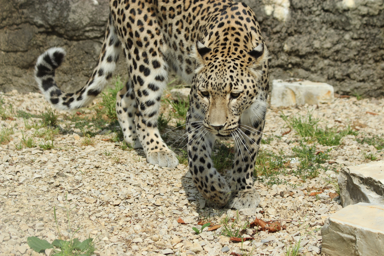 Persischer Leopard