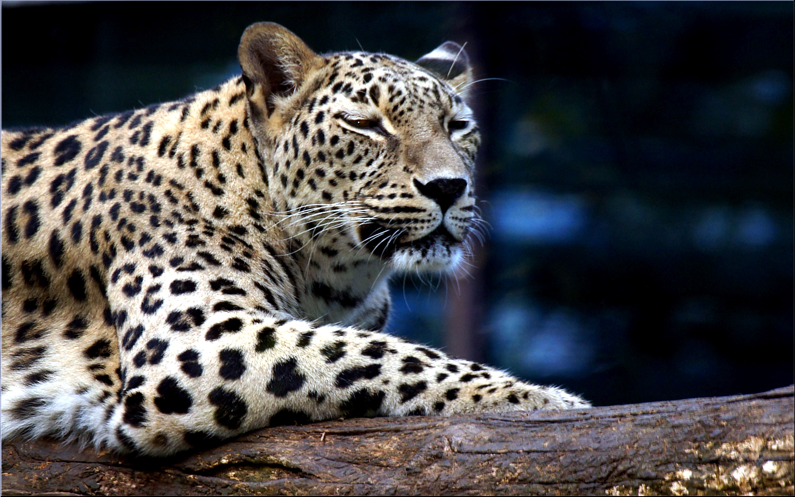 Persischer Leopard am 15 Oktober 2014 im Augsburger Zoo