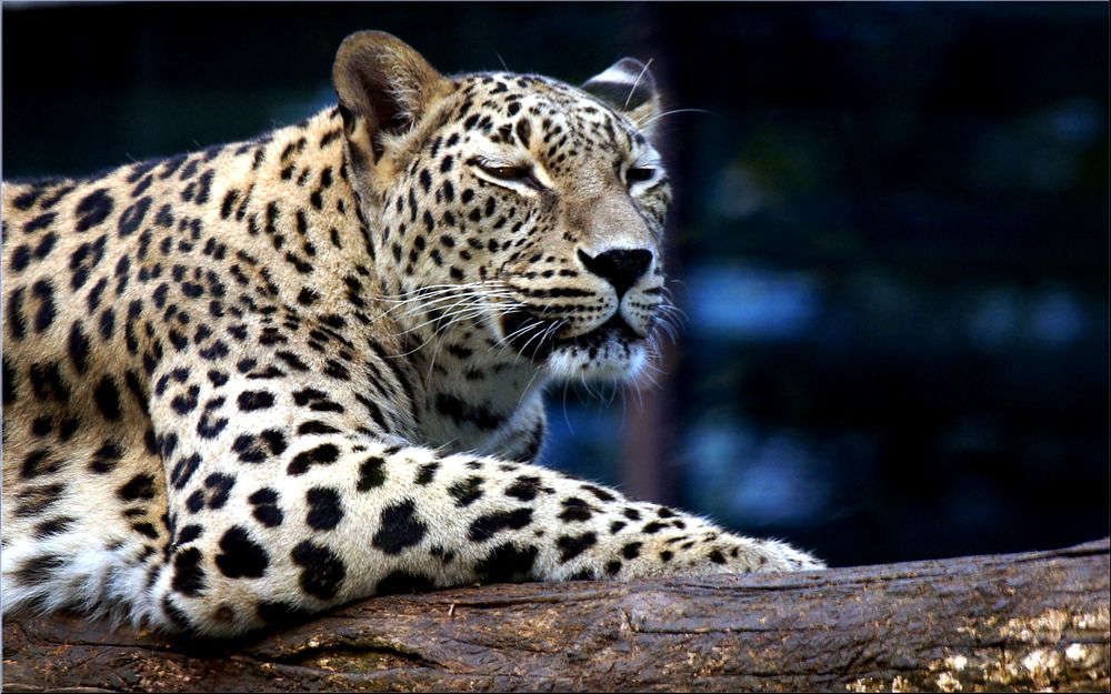 Persischer Leopard am 15 Oktober 2014 im Augsburger Zoo