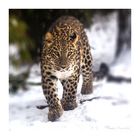 Persischer Leopard