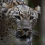 ~ Persischer Leopard ~