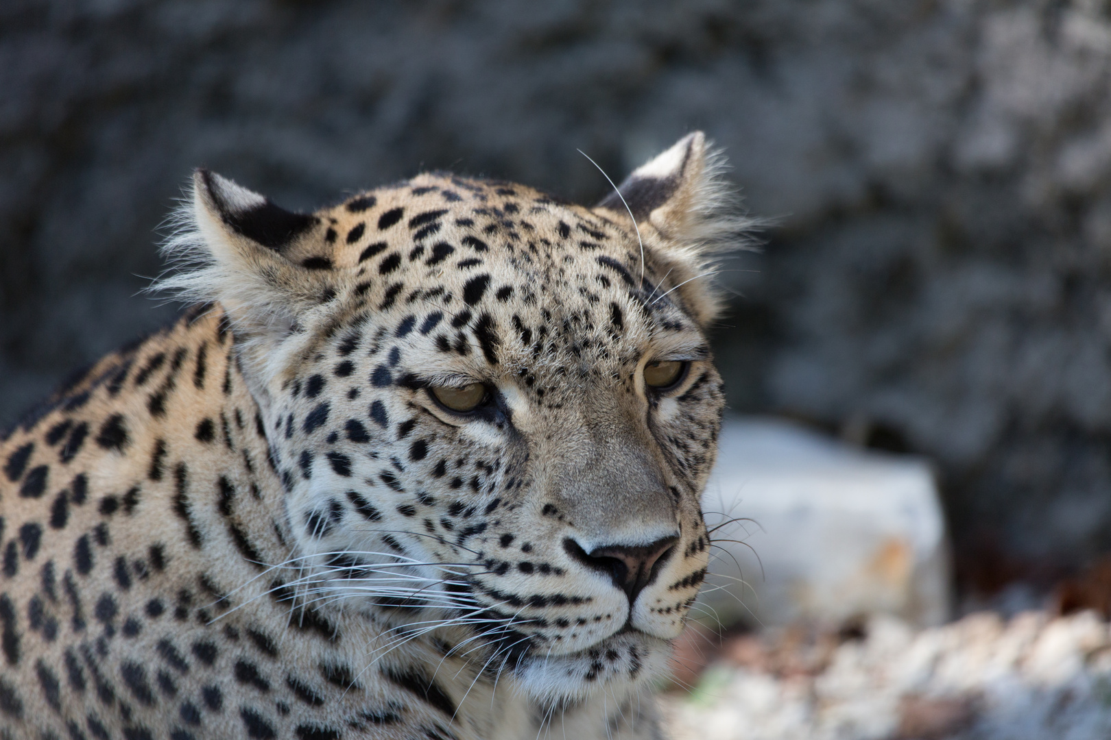 Persischer Leopard