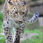 Persischer Leopard