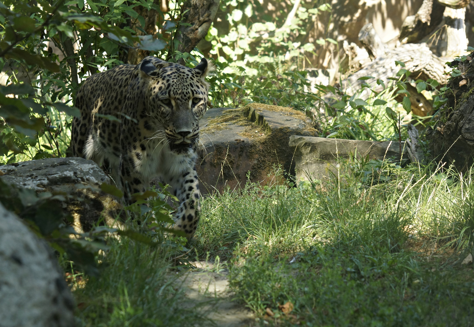 Persischer Leopard