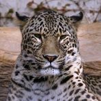 Persischer Leopard