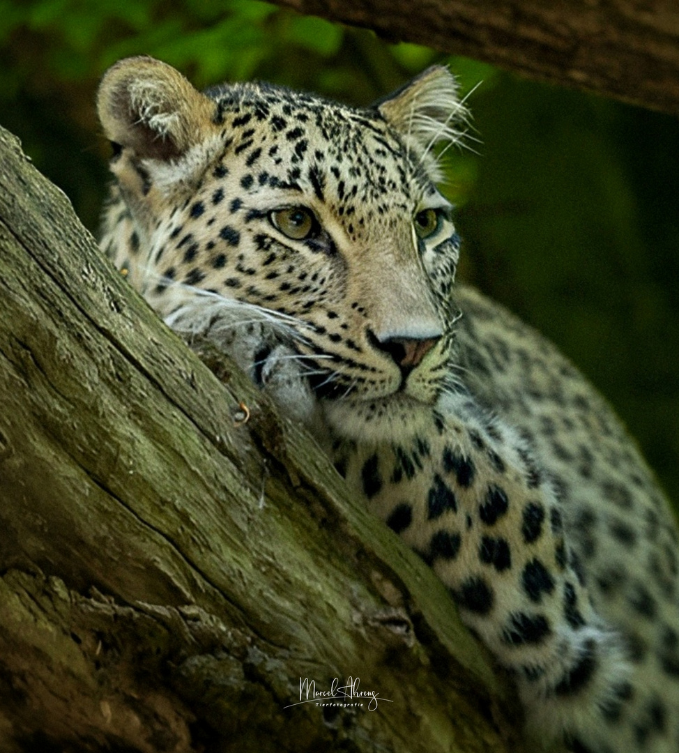 Persischer Leopard 