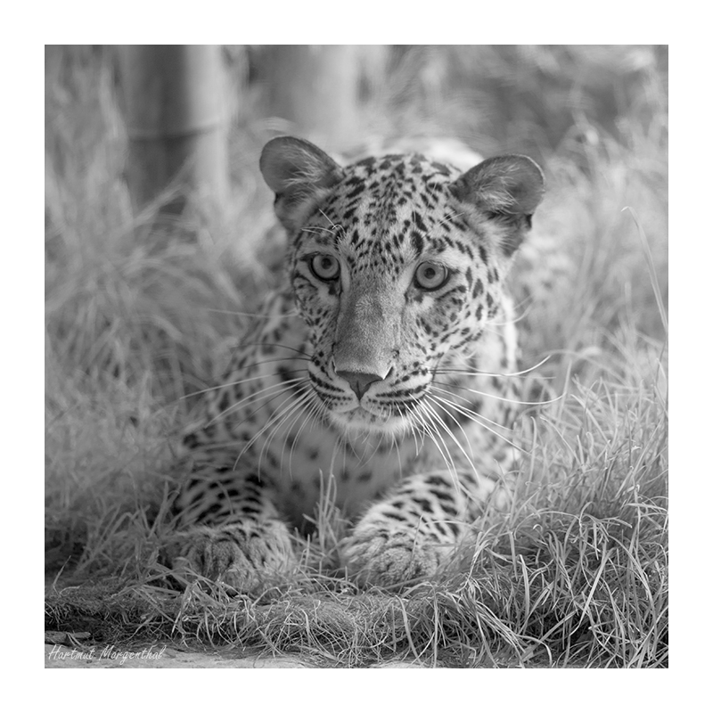 Persischer Leopard