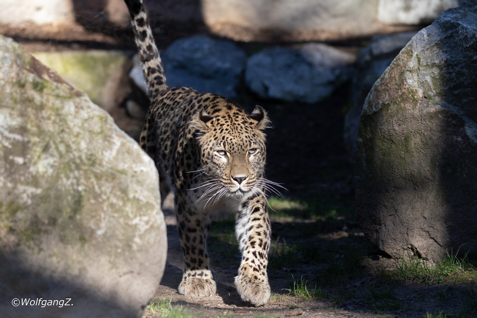 Persischer Leopard