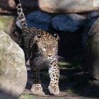 Persischer Leopard