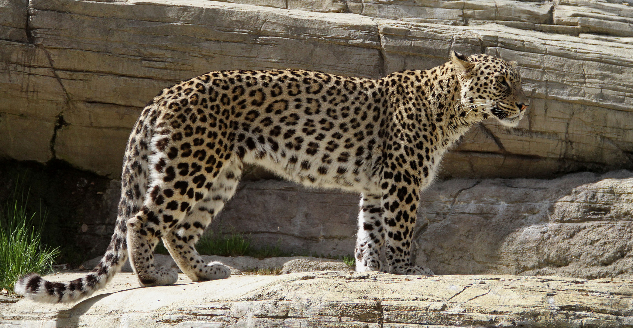 Persischer Leopard