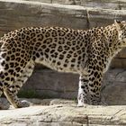 Persischer Leopard