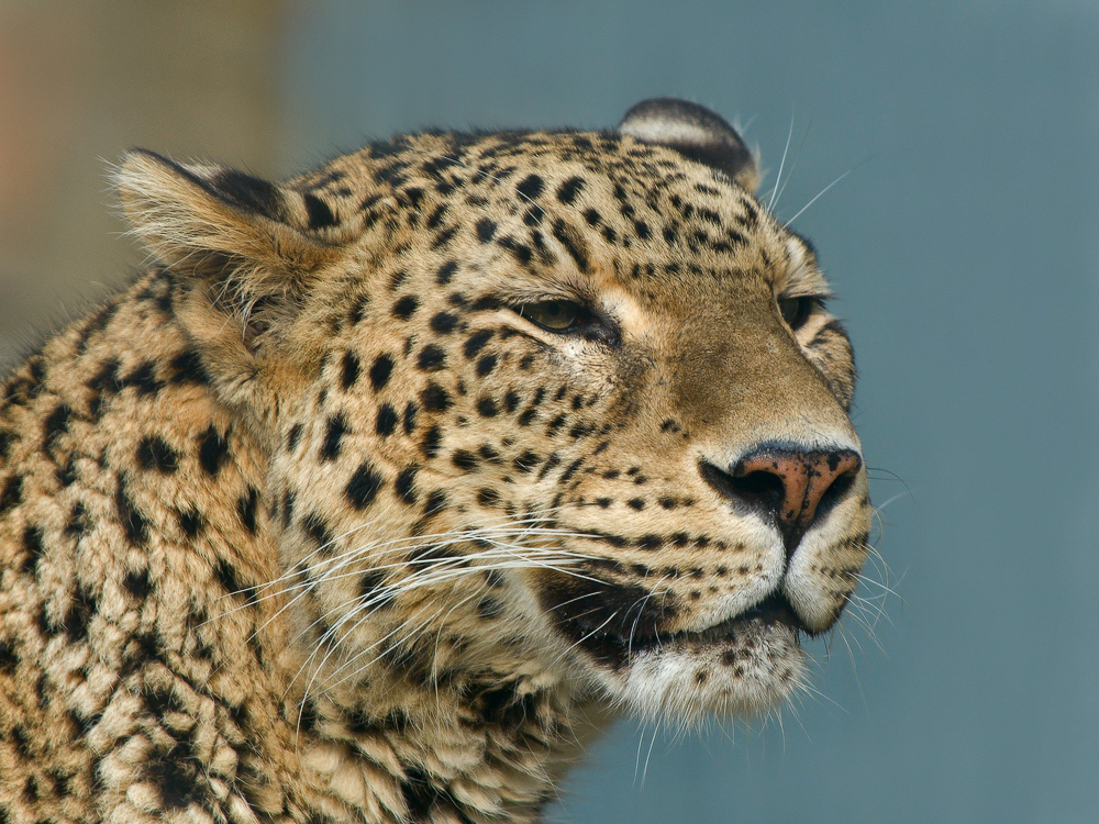 Persischer Leopard