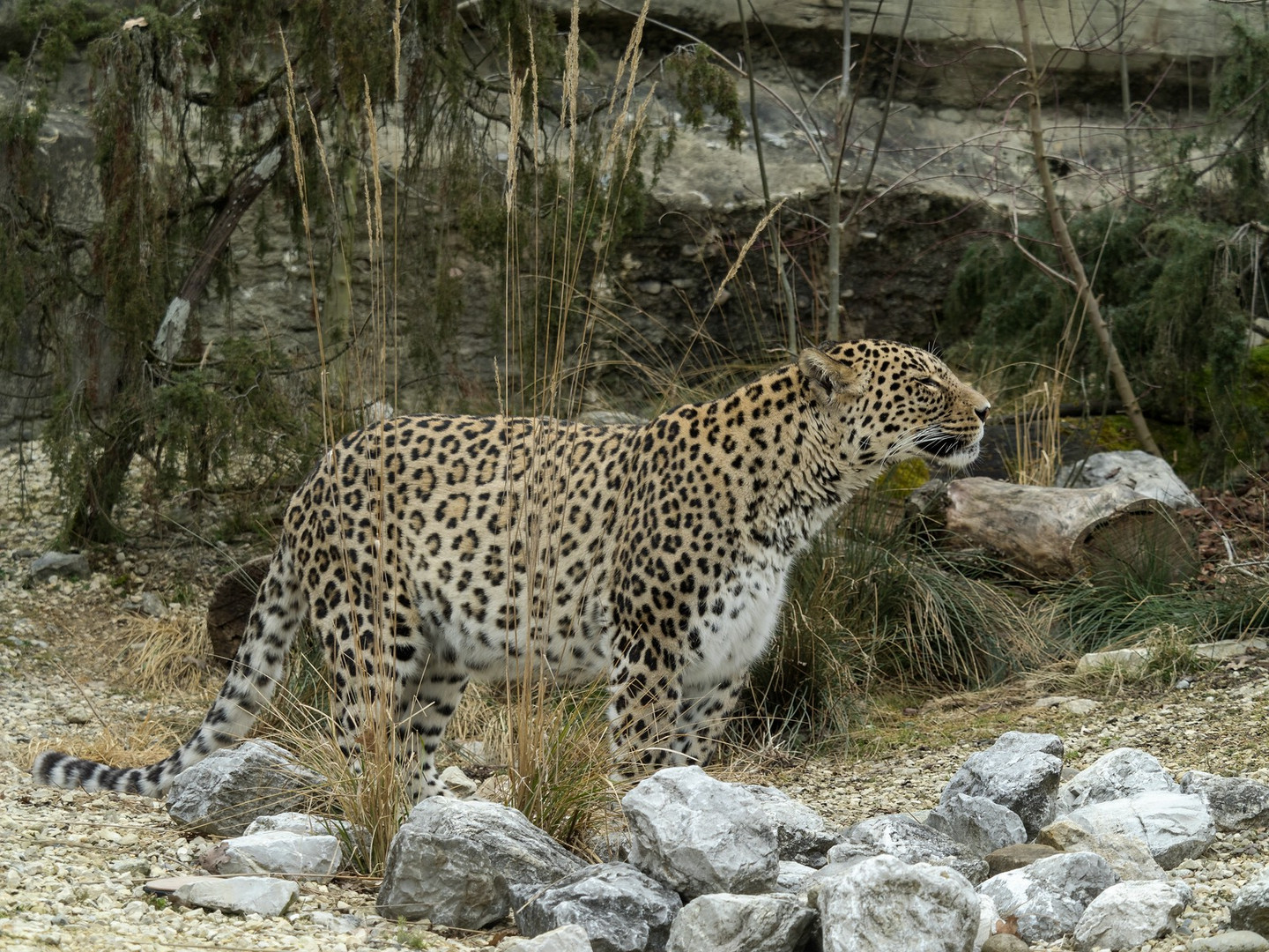 Persischer Leopard