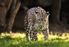 Persischer Leopard